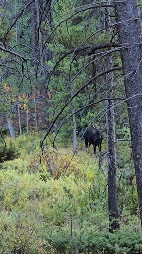 A crowd favorite - bull moose in their natural habitat. This guy has been hanging around for a while on a popular trail and we were glad to see him yesterday evening! | Silver Plume General Store