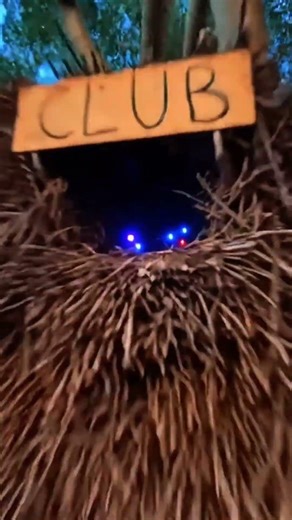 GoPro POV: Inside the birds' electronic party #parrot #birds #pov #party #partytime #gopro #animals