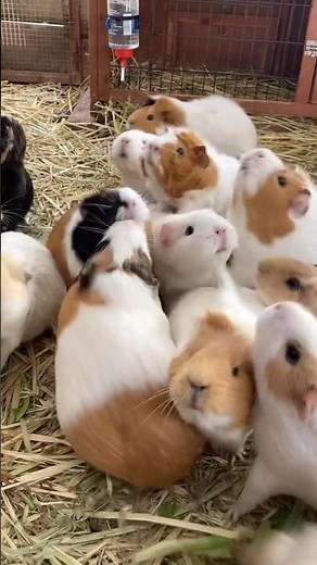 Excited Guinea pigs