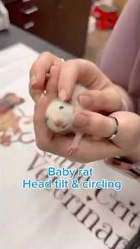Baby rat - neurological disease
