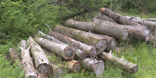 Benefits of West Virginia native snakes and how to avoid them