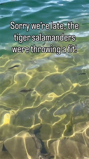 Utah DWR on Instagram: "These tiger salamanders left no crumbs! 😱🤩 Tiger salamanders are the only species of salamander found in Utah, and can sometimes resemble their relatives, axolotls (tropical salamanders native to Mexico)! Young, larval tiger salamanders (and sometimes adults, too) live underwater and have external gills, which are the fancy frills you can see on the side of their heads. 💁‍♀️ As the salamanders get older, some will lose their gills and begin to live on land. However, th