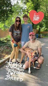 We have some news to share! Cubbie was adopted 💙💙💙💙💙💙💙💙💙💙 We are sending all our love with him as he continues his journey as a good boy. | Adopt a Boxer Rescue