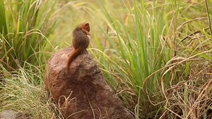 12K views · 700 reactions | The dwarf mongoose is the smallest of the mongoose family and is often seen scurrying about looking for food. Communication is vital for them as they often spread out to forage over a large area. The shrill sounds you hear in this video are the alarm calls made by these little guys warning each other of predators nearby. Video by Field Guide Grant Telfer at Singita Grumeti. | Singita | Facebook