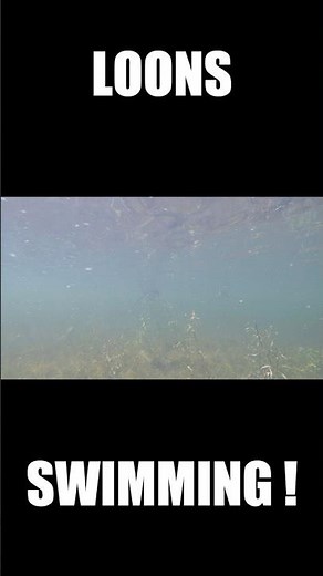 Loon Family Swimming UNDERWATER #shorts #youtubeshorts #loons #birds #nature #wildlife