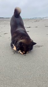 So adorable | Shiba Inu Overload