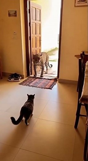 Cat vs. Leopard: The Ultimate Test of Courage