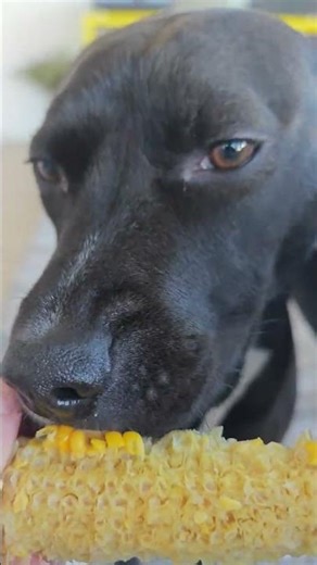 The Dog Eats Corn