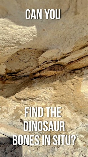What Dinosaur Bones Look Like in the Ground