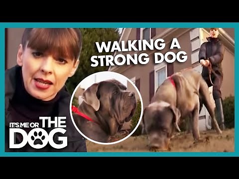 How To Walk A Dog | It's Me Or The Dog