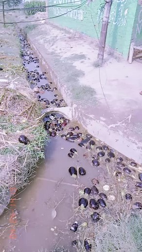 ربنواز on TikTok