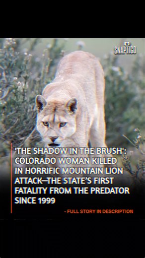 WOMAN DIES IN SUSPECTED MOUNTAIN LION ATTACK IN US STATE'S FIRST DEADLY ENCOUNTER SINCE 1999 The peaceful trails of the Rocky Mountains have turned into a scene of tragedy. On January 4, 2026, the body of a 42-year-old female trail runner was discovered by search teams in a rugged area of Boulder County, Colorado. Colorado Parks and Wildlife (CPW) officials have confirmed that the woman succumbed to injuries consistent with a mountain lion attack, sending a wave of fear through the local hiking