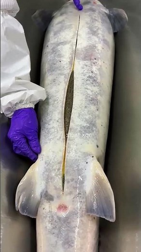 The World's Most Expensive Fish