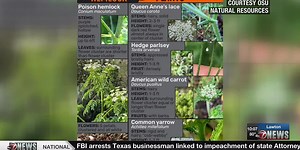 Growing fears over possible Poison Hemlock