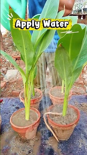 How I Grew 4 Canna Lilies From One Plant! 💚