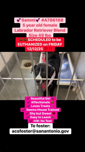 #adopt #adoptdontshop #rescue #texas #animals #pet 📣📣SCHEDULED to be EUTHANIZED on FRIDAY 12/12/25 ‼️‼️ 🆘🆘 Needs hold by 11:30 a.m.‼️‼️ PLEASE NOTE: this is a VOLUNTEER RUN page - we are NOT the shelter‼️ 💕Sammi💕 #A786168 - 5 year old female/Labrador Retriever Blend/Size 49 lbs ✔️ Beautiful Girl 💗 ✔️ Affectionate 🥰 ✔️ Loves Treats 🦴 ✔️ Seemingly House Trained 👏🏻 ✔️ Shy but Sweet ♥️ ✔️ Easy to Leash 🦮 ✔️ HW: No Test 💕 Meet Sammi! 💕 This sweet girl melts your heart the moment you mee