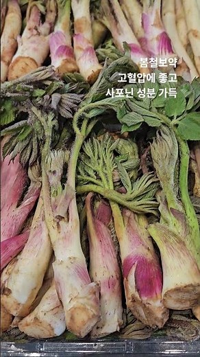 두릅 ☆ 땅두릅 ☆☆☆ 봄날꼭 한번은 먹기 !!! 봄철보약으로 아삭한 식감과 자연의 향가득 !!! 봄기운 가득 먹고 나온 귀한선물 !!!
