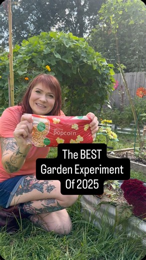 Slightly Knowledgeable Gardener on Instagram: "This garden experiment was months in the making, but it paid off. Or you could say it POPPED OFF 🍿🌽"
