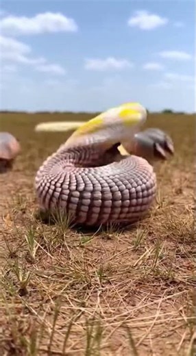 Scales of yellow python was removed by teamed watch this rare snake shed #reptiles #python #wildlife