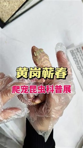 我竟然只用2块8毛8，就能摸到活的大蜘蛛！就在黄冈蕲春爬宠昆虫科普展，16号开业前的福利票错过真就抢不到了！#昆虫#昆虫世界#爬宠#动物的迷惑行为#遛娃好去处