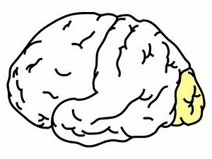 Neuro Exam ; Mental Status : Anatomy Occipital Lobes