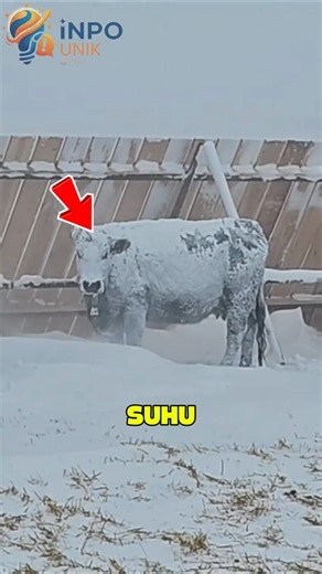 Sapi Ini Bisa Bertahan di Suhu 60°C.....Rahasianya #faktaunik #info #shorts