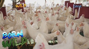 273K views · 2.5K reactions | How do commercially produced eggs reach...