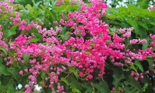 Hoa ti gôn - loài hoa đẹp nhưng buồn, có nên trồng trước nhà?