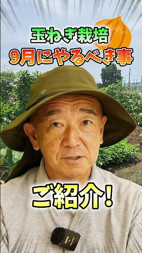 家庭菜園や農園の玉ねぎ栽培で9月の重要作業！植え付けまでの準備のコツと玉ねぎの育て方！【農家直伝】#shorts