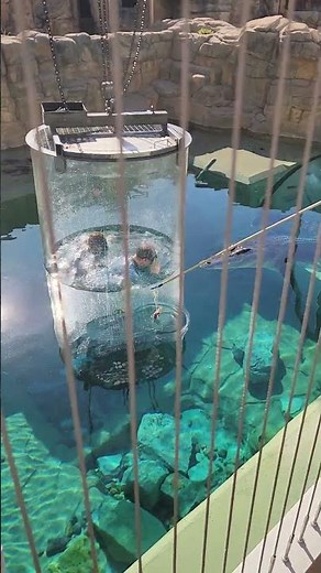 Cage of Death experience at Crocosaurus Cove #wildlife #darwin #Australia #crocodile #crocfeeding