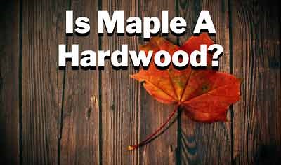 Is Maple A Hardwood Or Softwood? (2026 Ultimate Guide!)