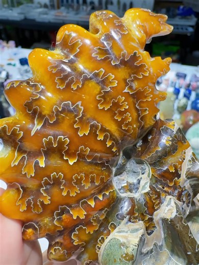 3K views · 204 reactions | Ammonite lizard on shell specimen | Rock's Rock Store | Facebook