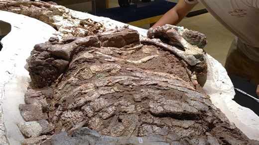 ‘Triassic tank’ that ‘ruled world before dinosaurs’ found with armor 70% intact