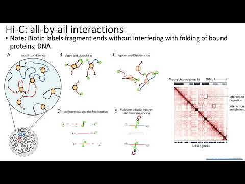 MCB 182 Lecture 10.4 - Chromatin conformation capture (Hi-C) assays