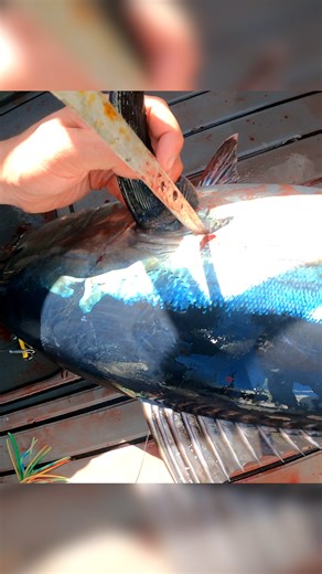 How to Bleed a tuna!?🩸 #fakeblood #tuna #fishing #tunafishing #reels | James' Fishing Adventures - JFA