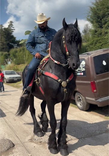 Caballos Frisones: La Magia de los Caballos Bailadores