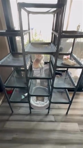 1.6K views · 3 comments | Our SkyRise Cat Tower is he perfect spot for your kitties to lay and watch the world go by. Comfortable, sturdy and easy to keep clean (simply wash off and drip dry), its the place cats love to be! Its now on Sale : https://luxeypets.com/products/outdoor-cat-tower-skyrise | LuxeyPets | Facebook