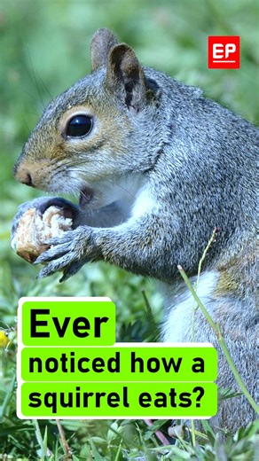 EdPublica | Ever noticed how a squirrel eats? When a squirrel holds food, it enters a state of deep concentration. No rushing. No distractions. Just... | Instagram