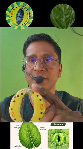 WHAT is Stomata🍁 I stomata kaya hai | STOMATA #stomata #ctet