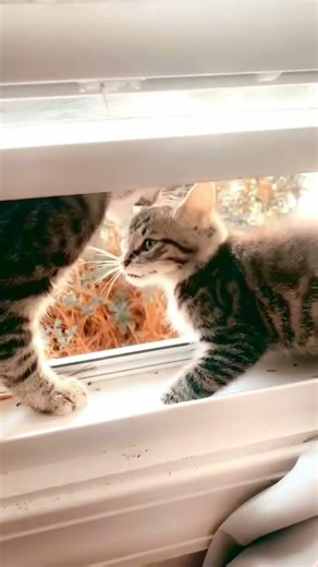 There ya have it, caught in action tearing the screen up😂 #justcats #kittygotcaught #sillycats