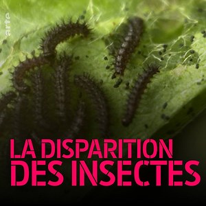 988K views · 5.4K reactions | Les insectes travaillent à notre survie mais l'inverse n'est pas vrai 曆 « La disparition des insectes – une catastrophe silencieuse » c’est par là ➡so.arte/DisparitionDesInsectes | ARTE | Facebook