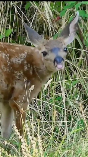 Deer | Ambient Relaxation Video | The Five Elements Nature & Wildlife | Short 18 | From Earth