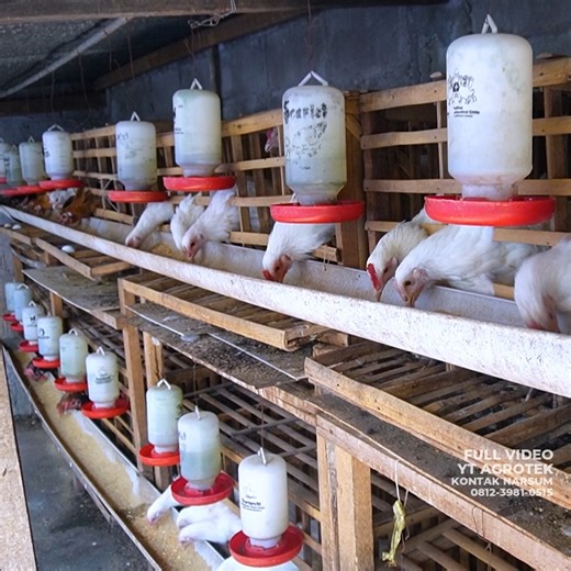 66K views · 824 reactions | Cara Beternak Ayam Kampung Petelur di Rumah: Pakan Murah, Bau Minim, Produksi Stabil | Agrotek | Facebook