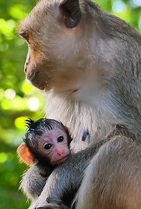 20K views · 827 reactions | Alen's Baby! Most Lovely Newborn Baby Monkey Is Try To Watch Something And Play With Mom With Love And Looking To Her Is So Strong Baby Monkey | Monkey Rainbow | Monkey Rainbow | Facebook