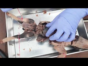 Fetal Pig Dissection- Internal Organ Overview