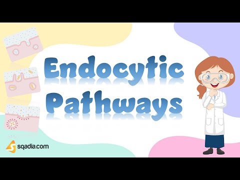 Endocytic Pathways | Introduction