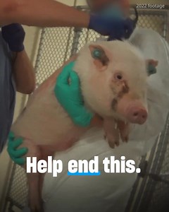 1.3K reactions · 156 shares | More than 50 million dogs, cats,...