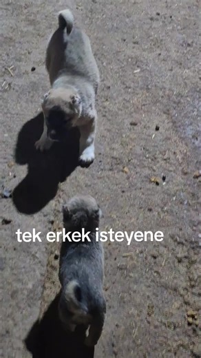Erkek Karısına Sarılmak: Sivaslı Şükrü'nün Hikayesi