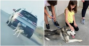 Husky dog is left on the side of the road by owner, but soon finds a loving new home