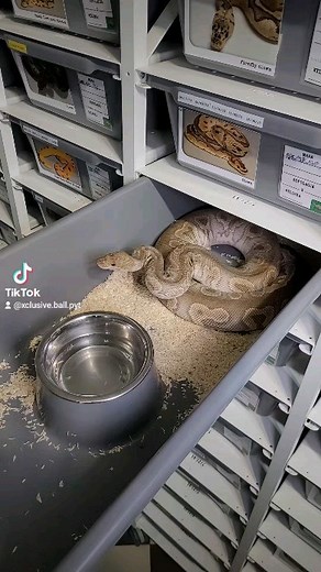 4.6K views · 11 reactions | Feeding ☠️ #xclusiveballpythons #python #ballpythonmorphs #royalpython #ballpythonbreeder #pythonregius #ballpythonsofig #ballpythonmorph #reptilelover #pythons #ballpythonbreeding #pythonsofinstagram #exoticpets #snakesofig #pets #snakebreeder #petsofinstagram #royalpythonsofinstagram #pet #reptilekeeper #snakelover #bhfyp | Xclusive ball pythons | Facebook
